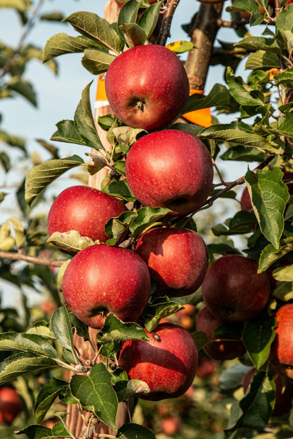 Appel fruitboom